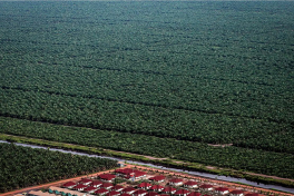 Riesige Palmölplantagen verdrängen in Indonesien den Regenwald.Bagus Indahono / EPA